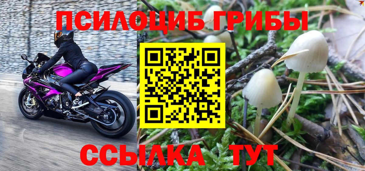 Псилоцибиновые грибы Psilocybine cubensis Черняховск